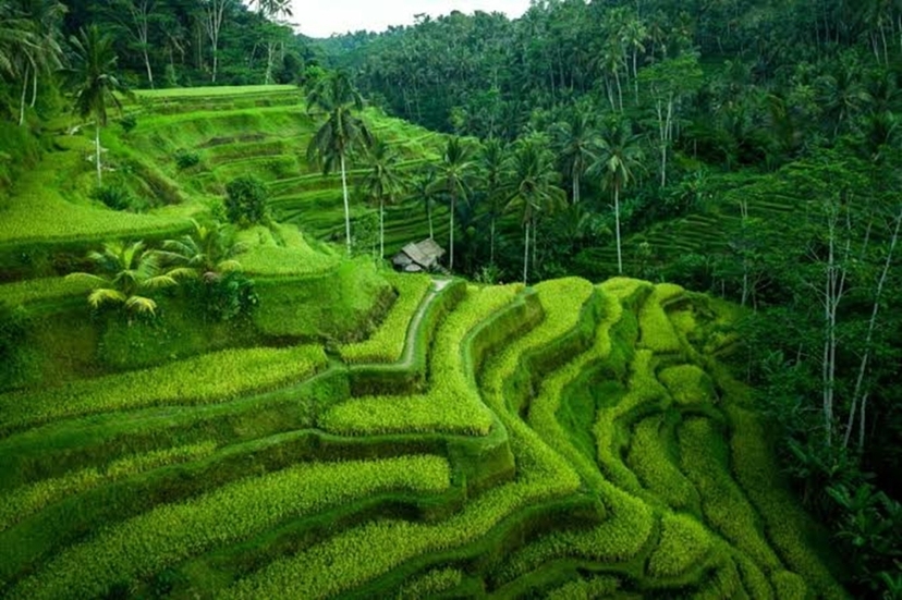 Bali Ubud Kintamani Exciting Day Tour 4