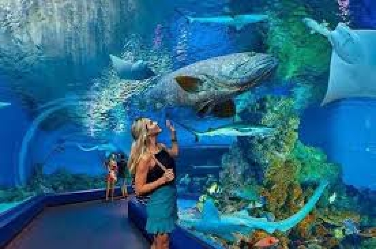 Hurghada Grand Aquarium Marine Life Experience 1