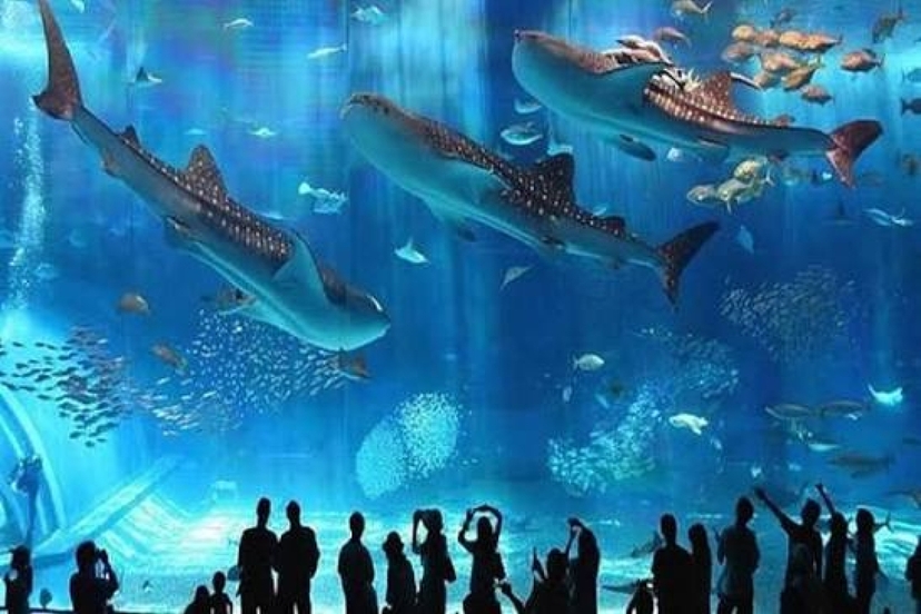 Hurghada Grand Aquarium Marine Life Experience 3
