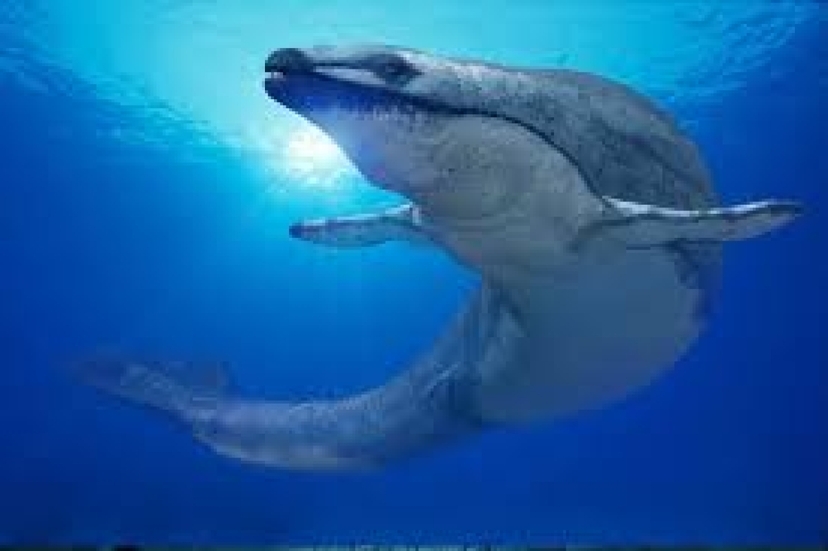 Hurghada Grand Aquarium Marine Life Experience 4