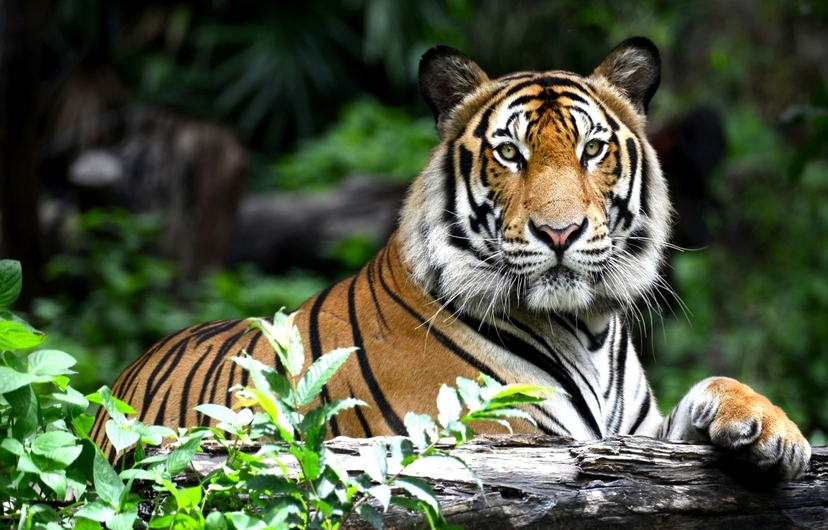 From Delhi: 3-Day Ranthambore Tiger Safari & Wildlife Tour 2