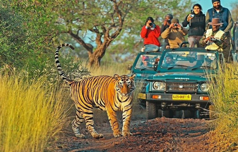 From Delhi: 3-Day Ranthambore Tiger Safari & Wildlife Tour 3