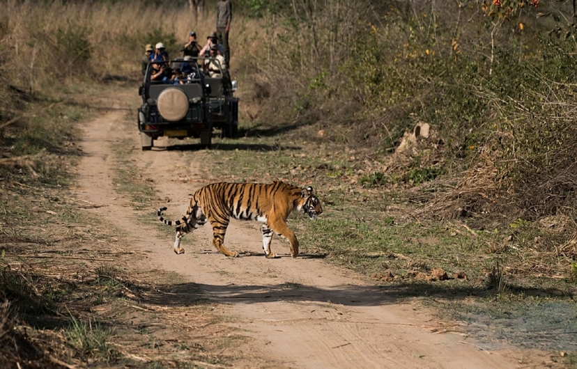 From Delhi: 3-Day Ranthambore Tiger Safari & Wildlife Tour 4