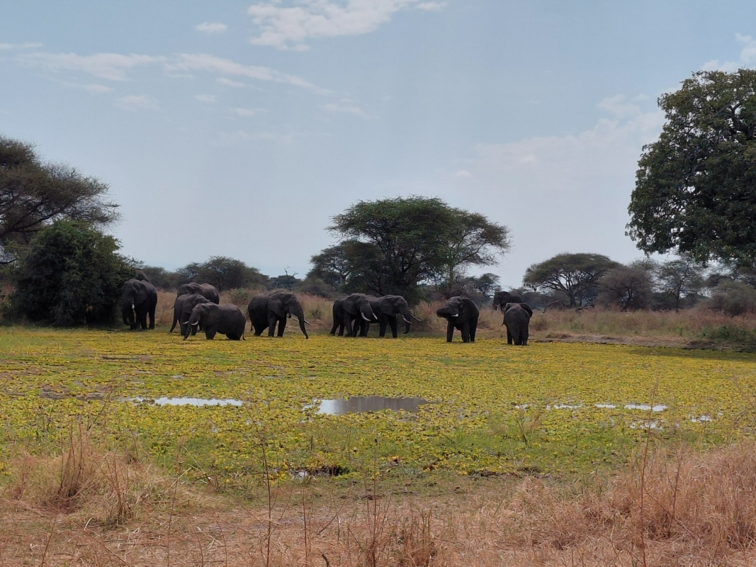 2 Day Luxury Safari: Tarangire & Ngorongoro Crater 1