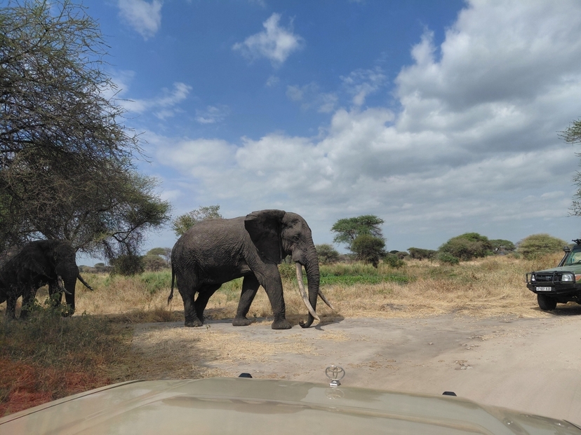 2 Day Luxury Safari: Tarangire & Ngorongoro Crater 3