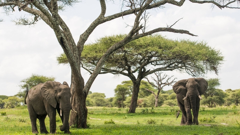 2 Day Luxury Safari: Tarangire & Ngorongoro Crater 4
