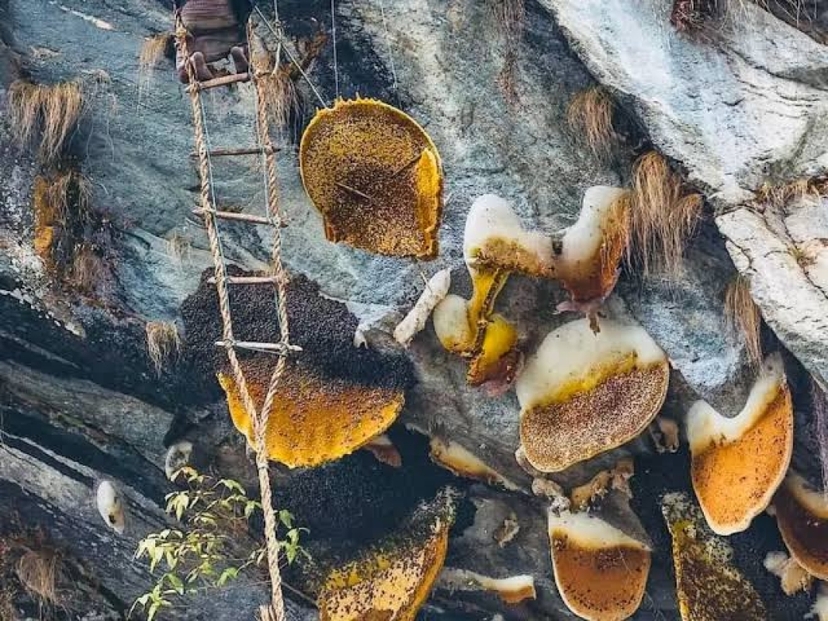 4 Day Nepal Wild Honey Hunting & Gurung Village Cultural Tour 3