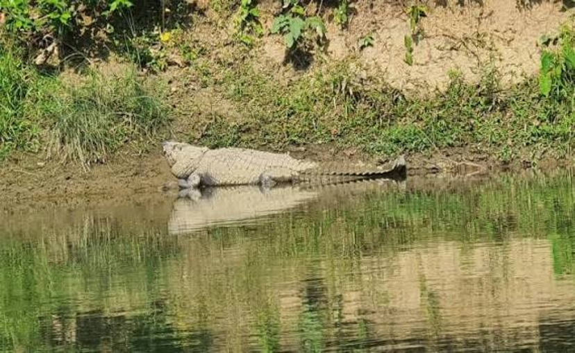1-Day Chitwan Safari Tour from Kathmandu by Flight 3