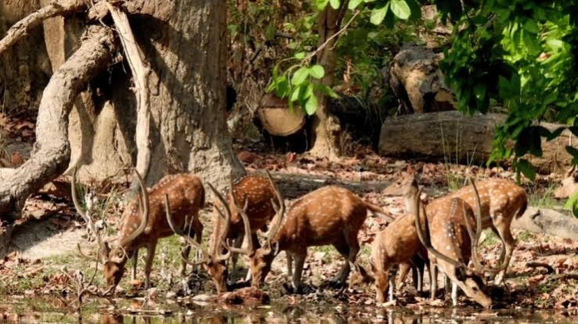 Bardia After Dark: Overnight Wilderness Experience 4