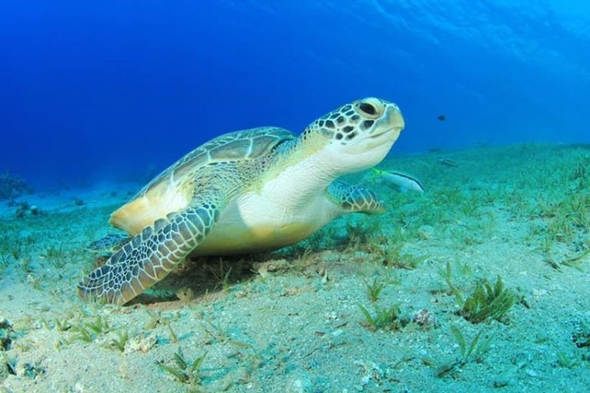 13 Day Marsa Alam Red Sea Reefs, Luxor & 5-Star Nile Cruise 4