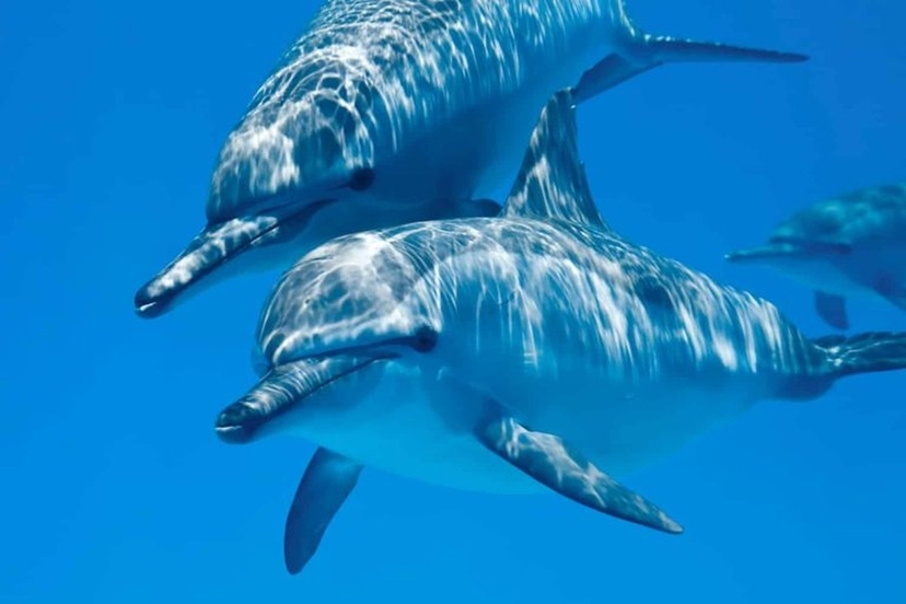 13 Day Private Luxury Marsa Alam Holiday: Turtles, Dolphins & Luxor 4