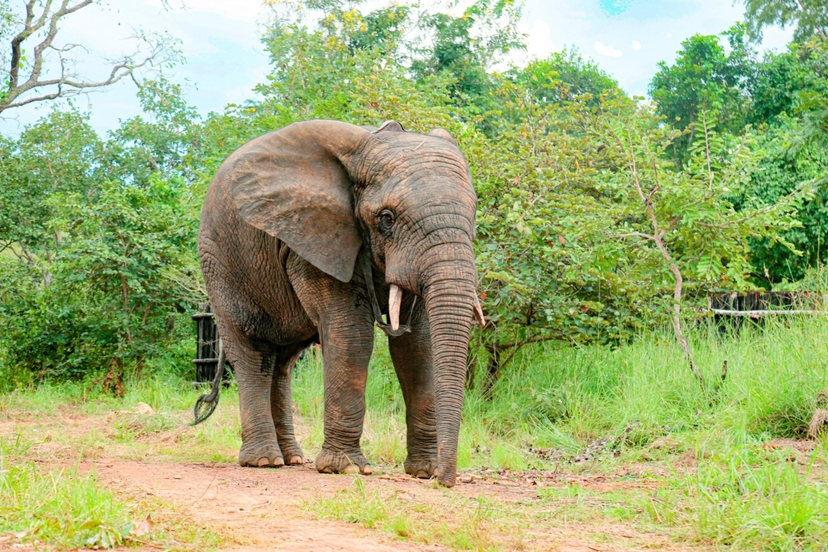 3 Day Wildlife Safari & Nature Escape at N’Zi River Lodge from Abidjan 2
