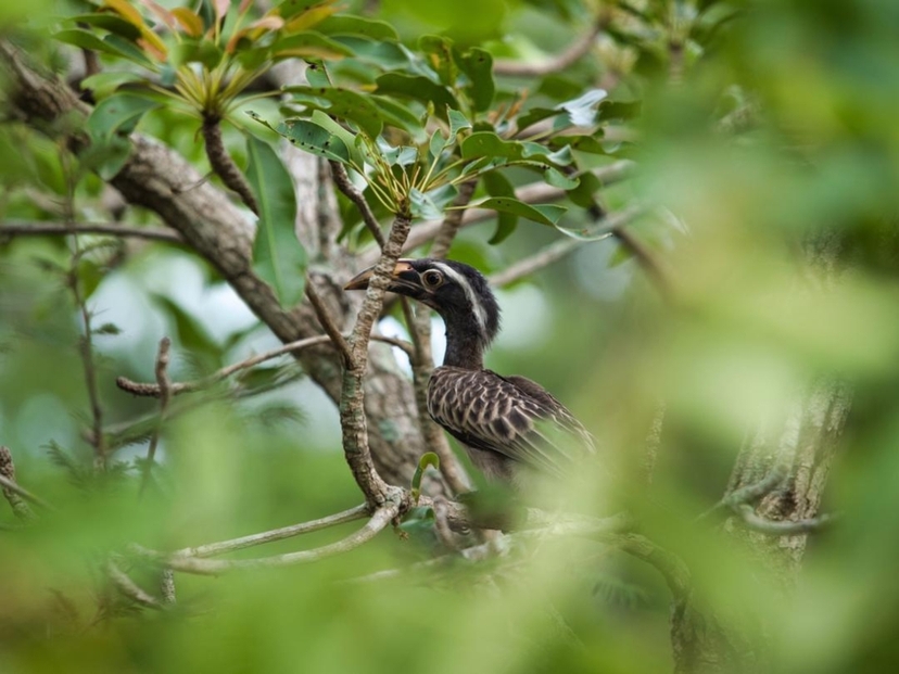3 Day Wildlife Safari & Nature Escape at N’Zi River Lodge from Abidjan 3