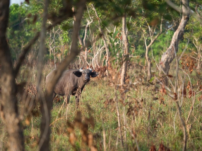 3 Day Wildlife Safari & Nature Escape at N’Zi River Lodge from Abidjan 4