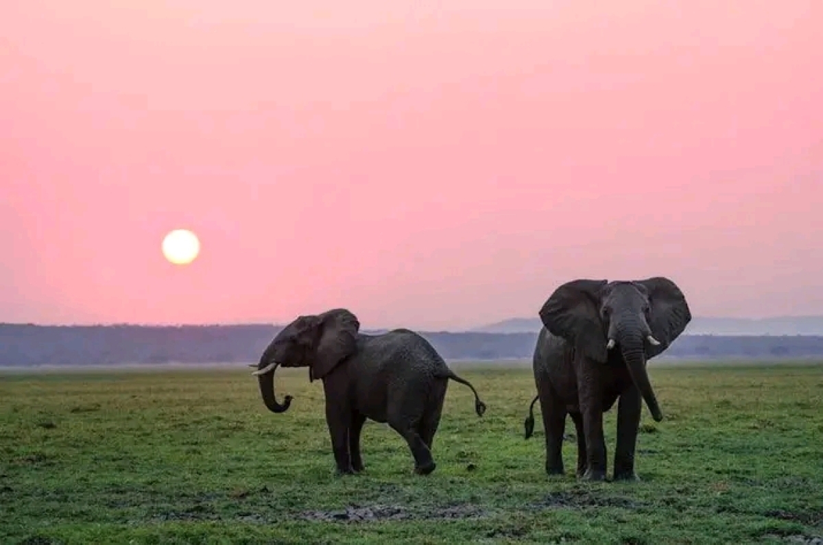 Full-Day Chobe Safari from Livingstone: River Cruise & 4x4 Game Drive 1