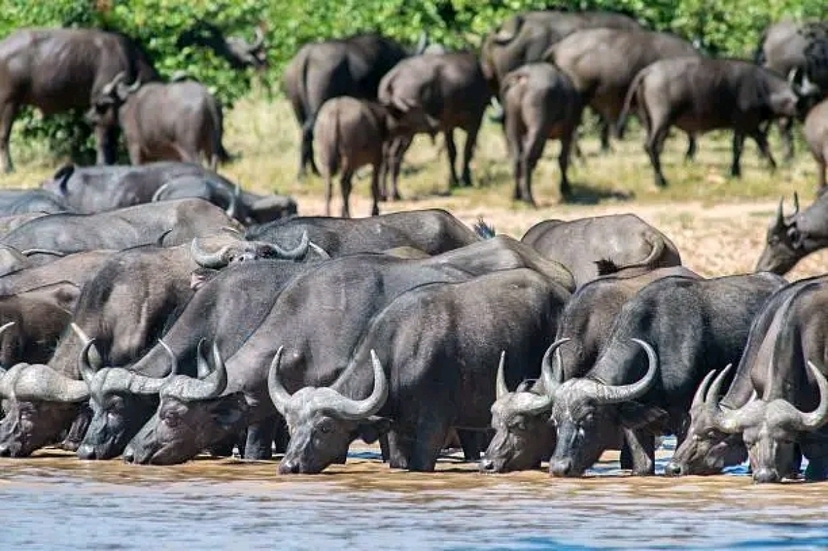 Full-Day Chobe Safari from Livingstone: River Cruise & 4x4 Game Drive 2