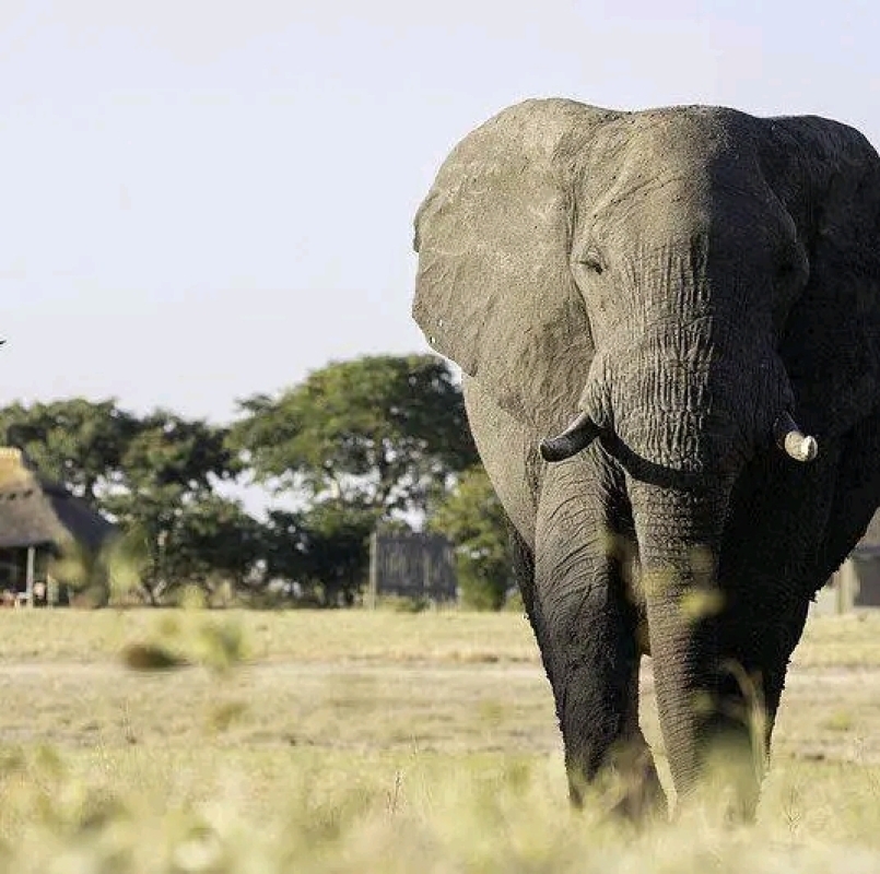 Full-Day Chobe Safari from Livingstone: River Cruise & 4x4 Game Drive 4
