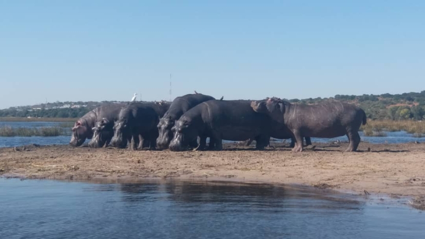 Zambezi River Sunset Cruise from Livingstone with Wildlife Viewing 3