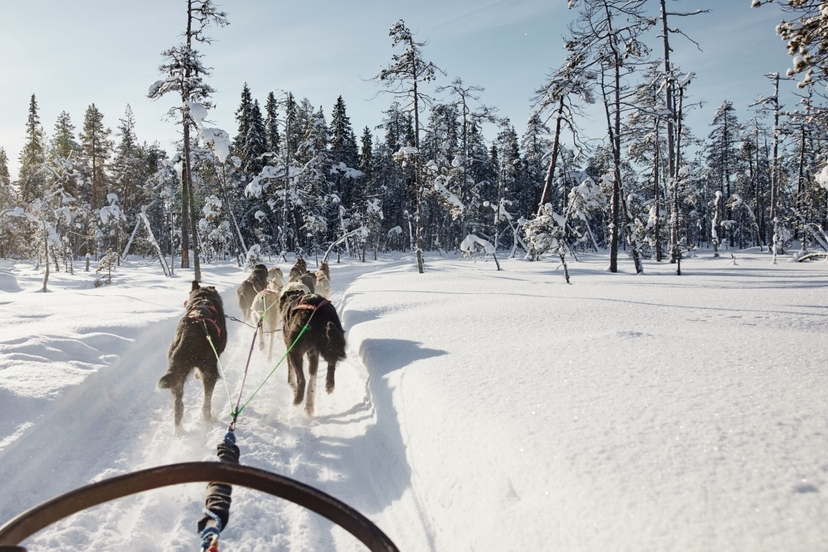 Rovaniemi Self-Drive Husky Safari 2