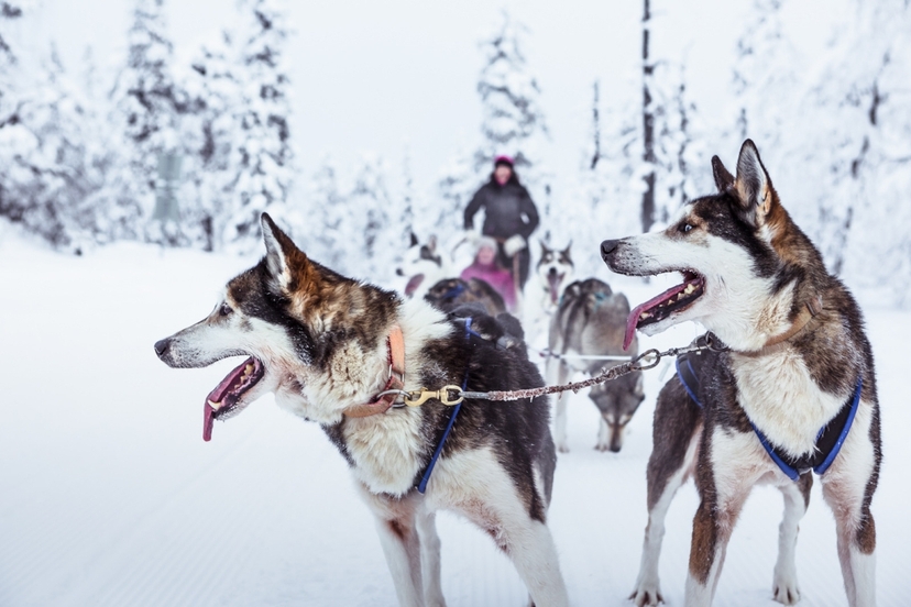 Rovaniemi Self-Drive Husky Safari 3