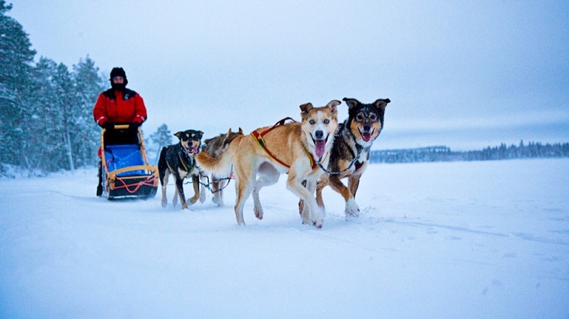 Rovaniemi Self-Drive Husky Safari 4