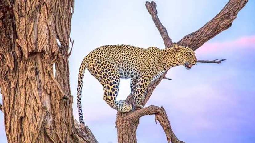 3 Day Samburu National Reserve Safari from Nairobi, Kenya 2