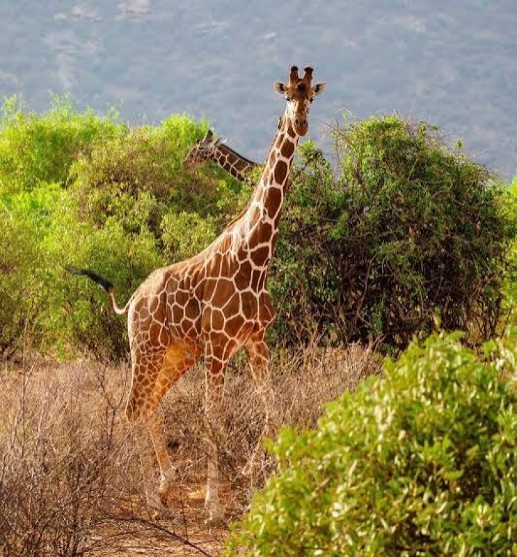 3 Day Samburu National Reserve Safari from Nairobi, Kenya 3