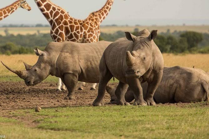 2 Days Lake Nakuru & Lake Naivasha Excursions 2
