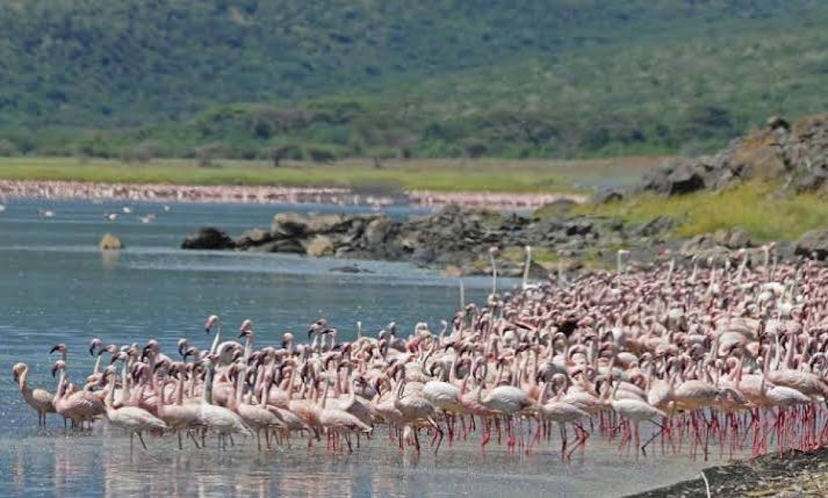 2 Days Lake Nakuru & Lake Naivasha Excursions 4