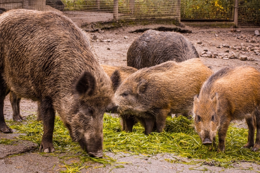 Ranua Wildlife Park Day Trip from Rovaniemi with Buffet Lunch 3