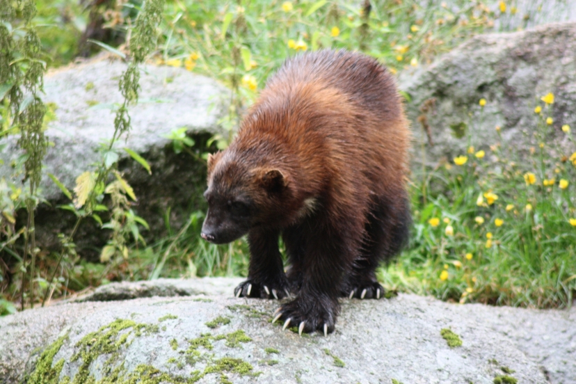 Ranua Wildlife Park Day Trip from Rovaniemi with Buffet Lunch 4