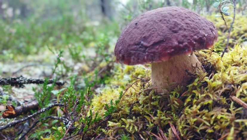 Lappish Forest Foraging & Open-Fire Mushroom Soup near Rovaniemi 3