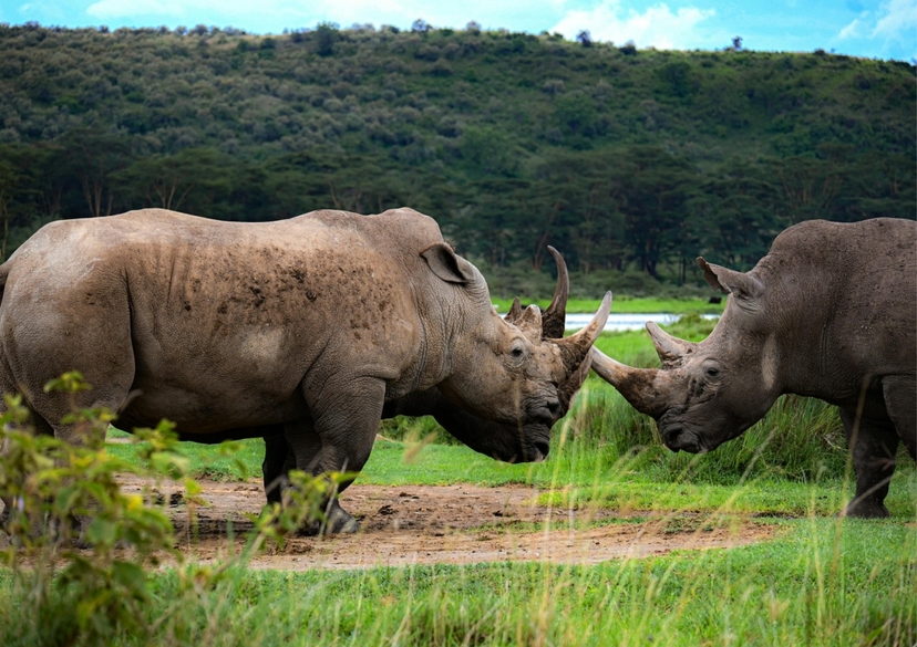 6 Days 5 nights Amboseli, Lake Nakuru & Masai Mara National Reserve 4