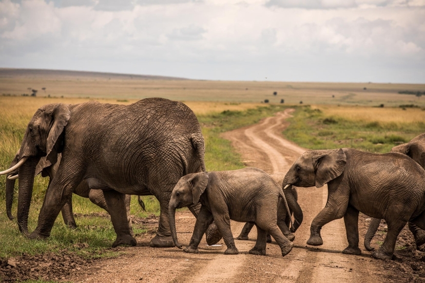 4 Day Masai Mara & Lake Nakuru Big 5 Safari 2