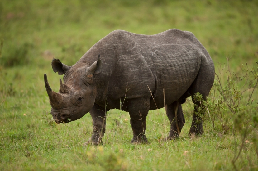 4 Day Masai Mara & Lake Nakuru Big 5 Safari 3