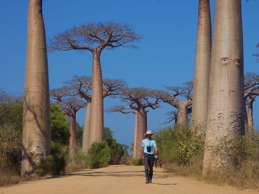 Madagascar 4-Day Private Tour: Bemaraha Tsingy, Avenue of the Baobabs & Kirindy Forest 4