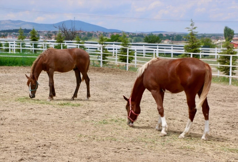 Daily Kastamonu Daday Horse Farm Tour 3
