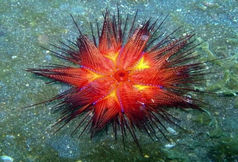 Daily Diving from Kemer Tour 4