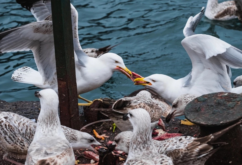 2 Days Istanbul City & Bosphorus Tour from Aydin 2
