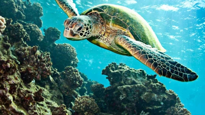 Boat Trip to Dalyan- Caunos, Turtle Beach includes Mud bath from Marmaris 3