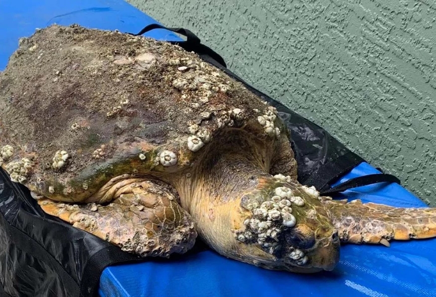 Daily Turtle Clinic Tour from Dalyan 1