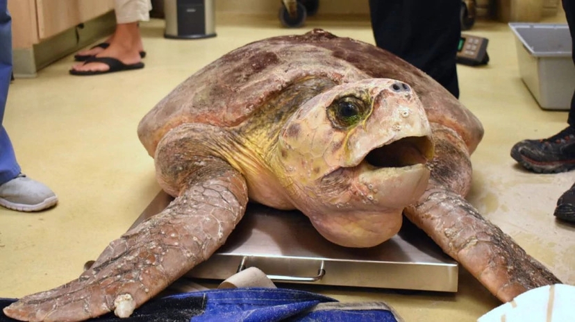 Daily Turtle Clinic Tour from Dalyan 2
