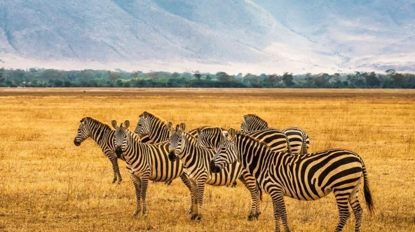 7 Days Tanzania Experience 4