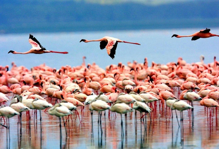 6 Days Family Tanzania Safari Vacation Tour 2022 2