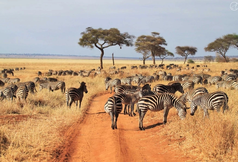6 Days Family Tanzania Safari Vacation Tour 2022 4