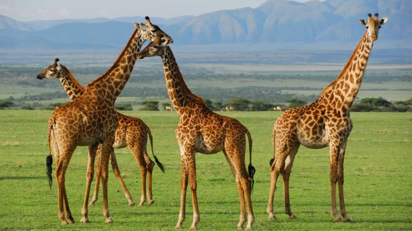 5 Days Tanzania Highlight Tour 2