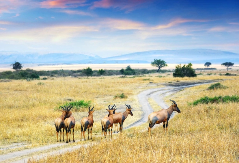 5 Days Tanzania Highlight Tour 3