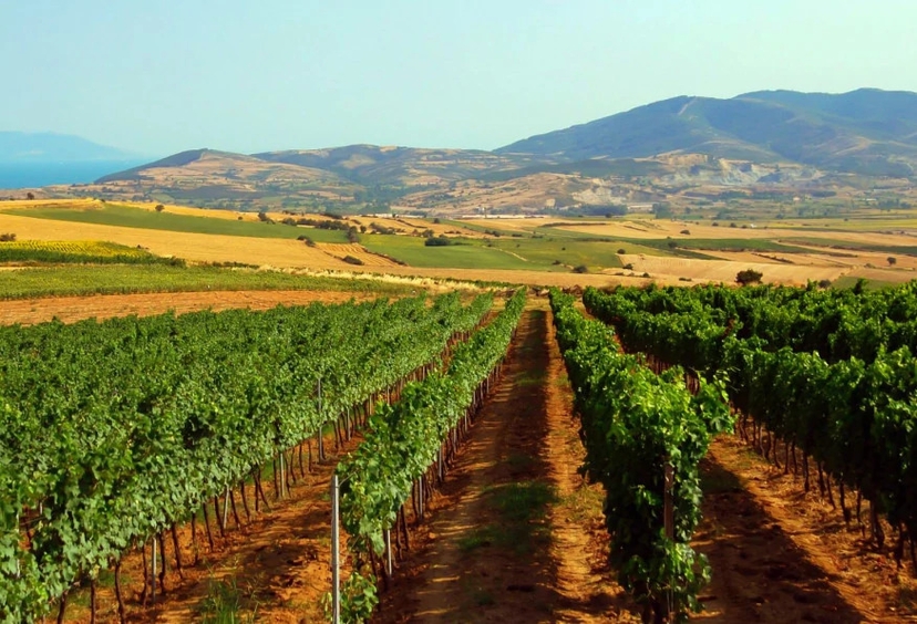 Daily Thrace Grape Time Tour 2