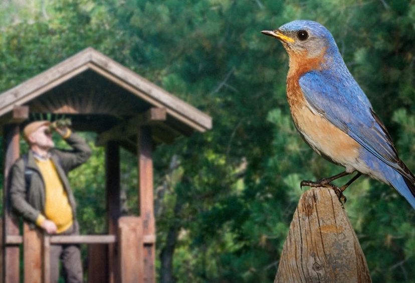Daily Mersin Bird Watching Tour 4