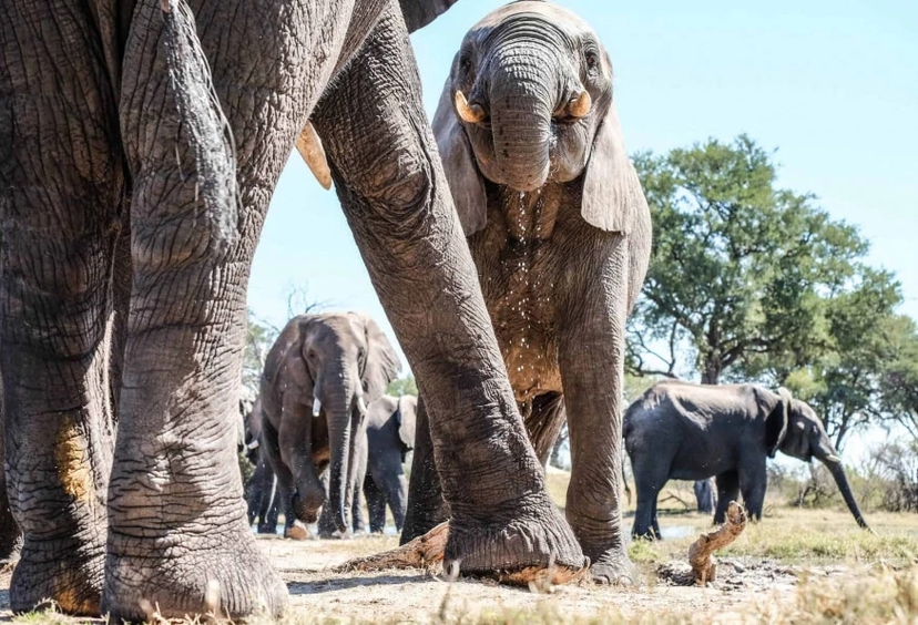 4 Days Sable Valley Lodge Safari Game Drives 2